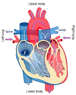Blood flow diagram of the human heart. Blue components indicate de-oxygenated blood pathways and red components indicate oxygenated pathways.